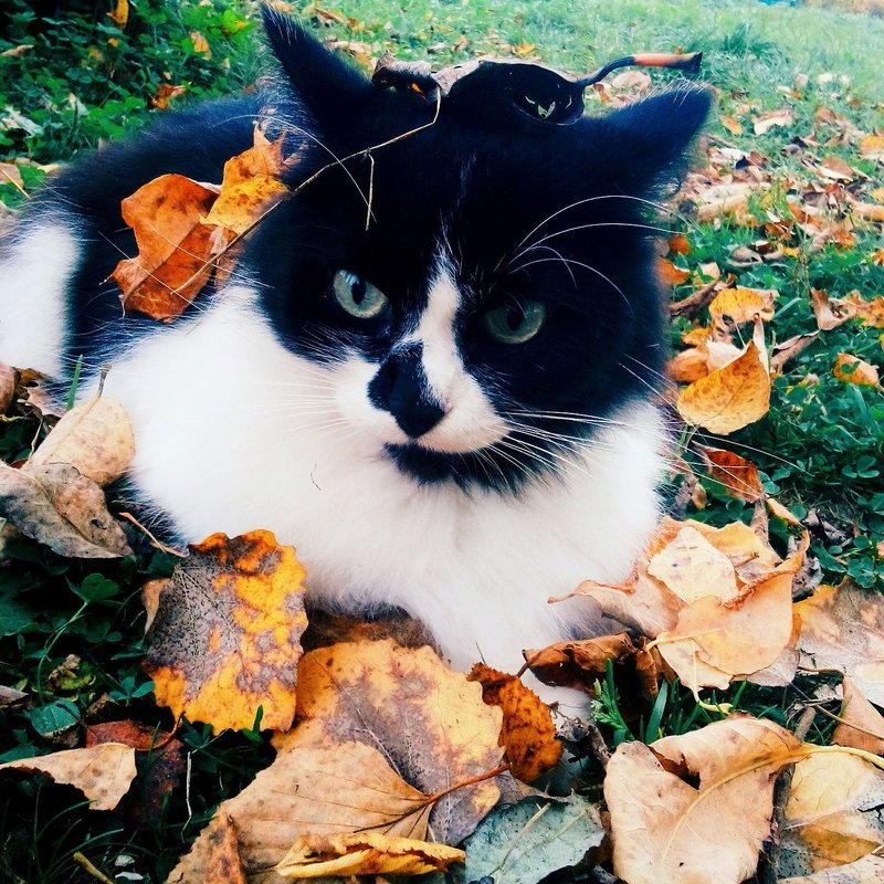 Кот встречает осень - Мария 