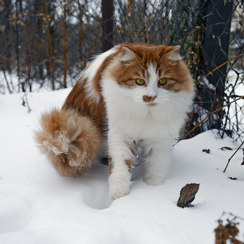 По первому снегу... - Александр Бойко
