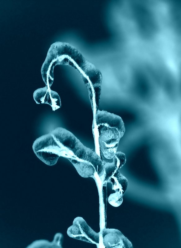 Ледяной рентген - veilins veilins