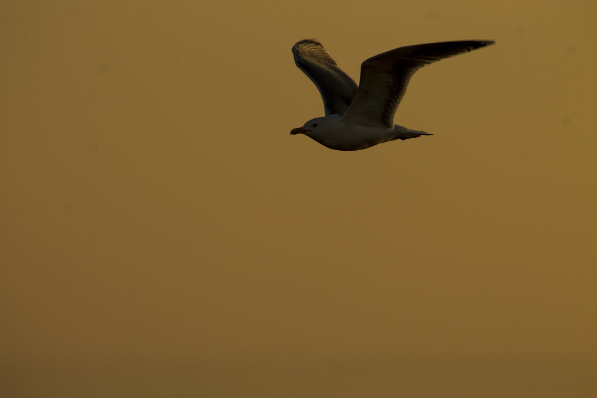 Чайка над Ладожским озером - Алексей Горский