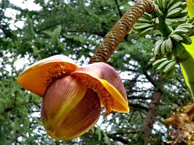Цветонос  банана - Ева Такус 