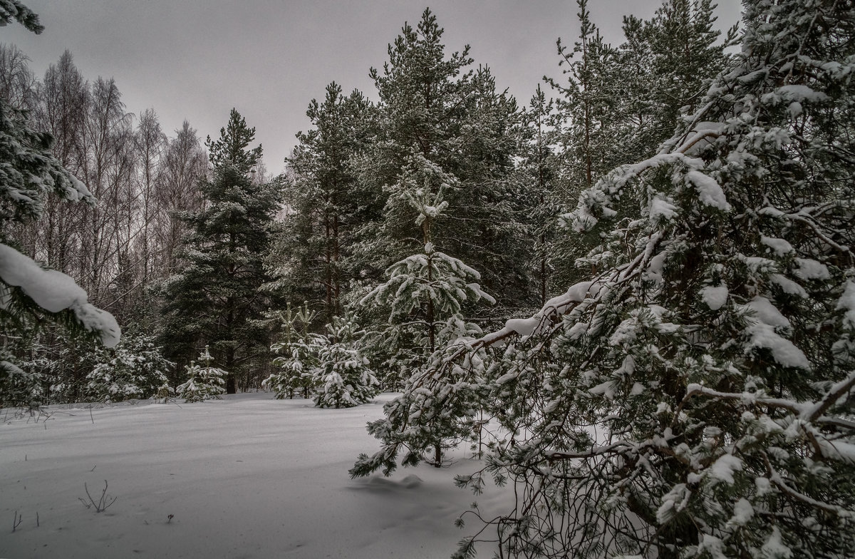 Зимний лес 2 - Андрей Дворников