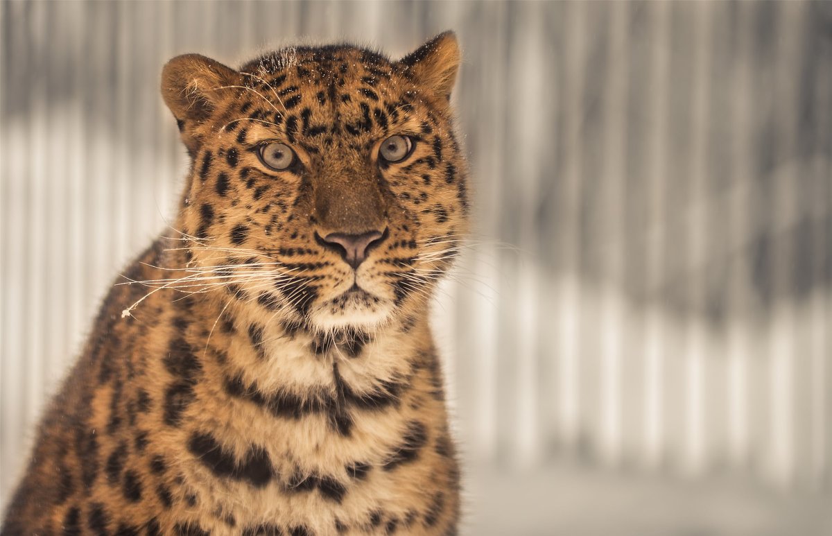Дальневосточный леопард (самка) - cfysx 