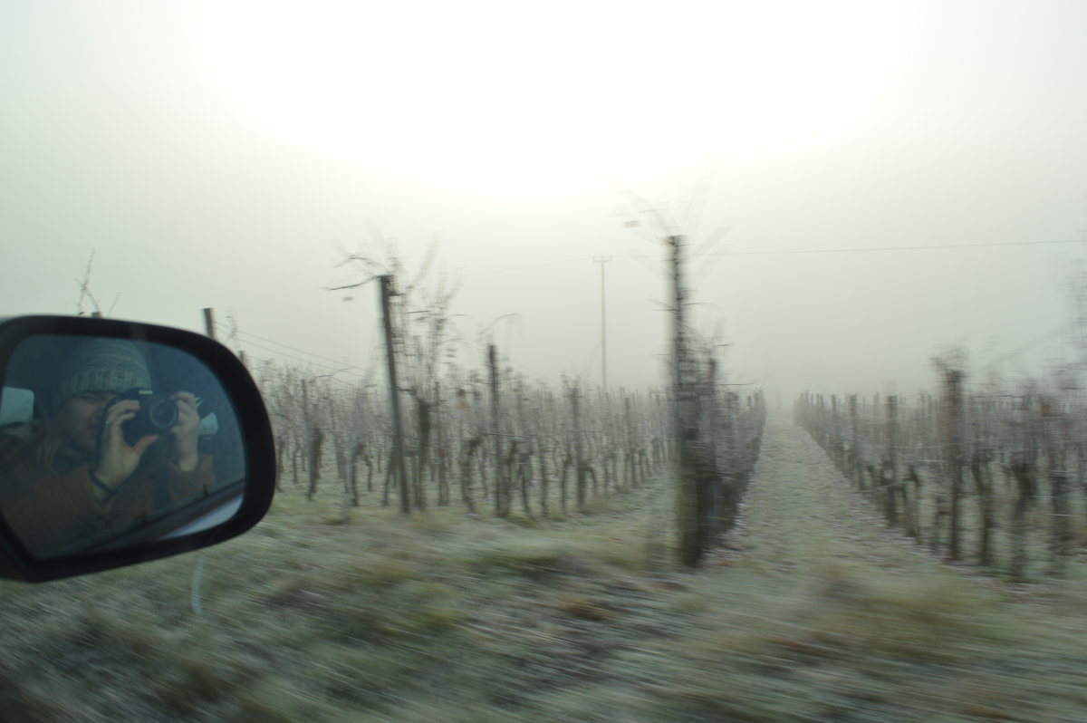 Виноградное поле в Щвейцарии - Angela Sekerina