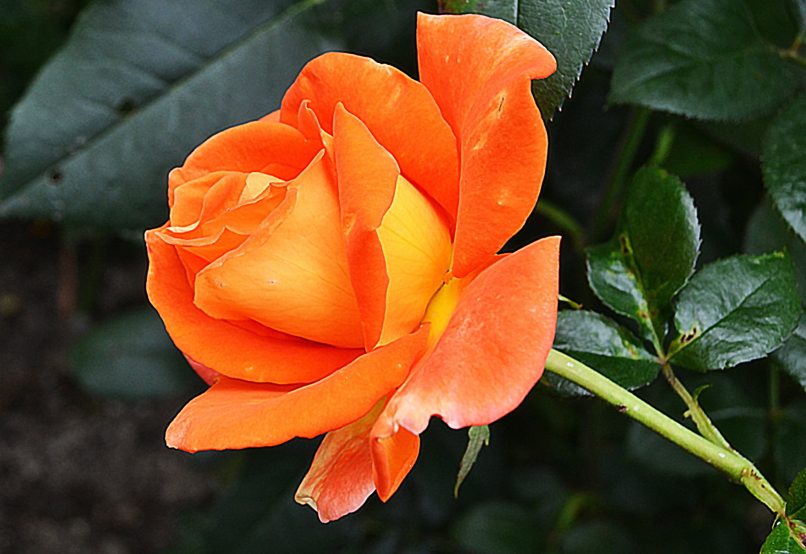 Оранжевая роза - Татьяна 