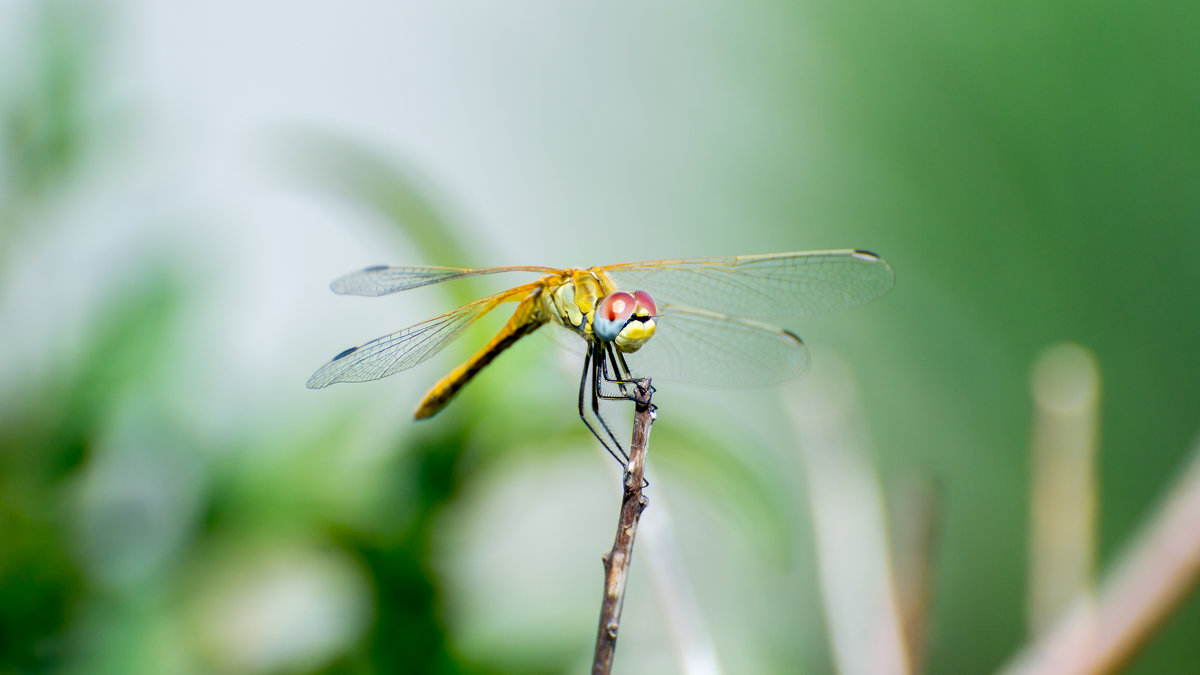 Yellow dragonfly - Владимир Лазарев