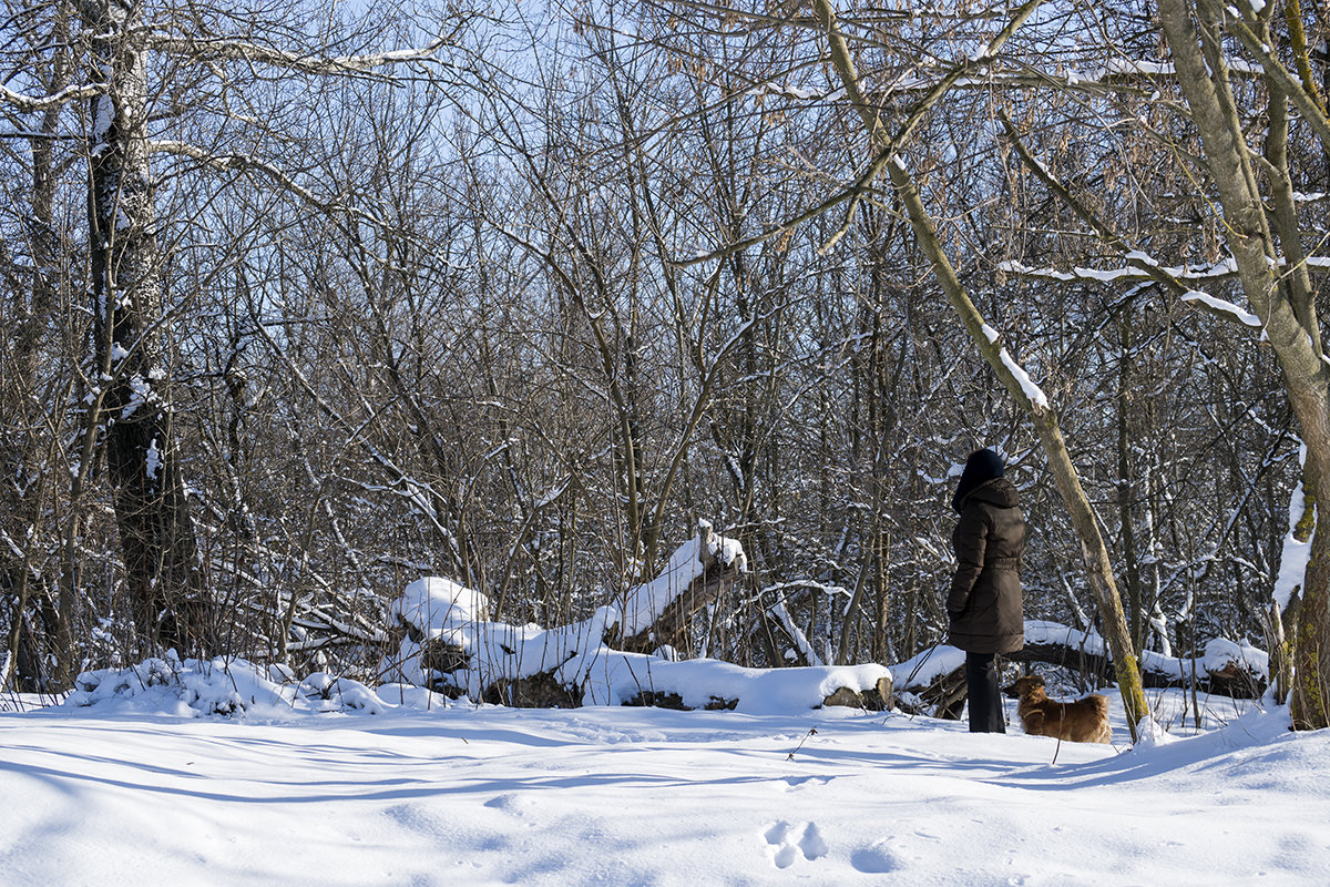 Прогулка в зимнем лесу - Игорь Сикорский