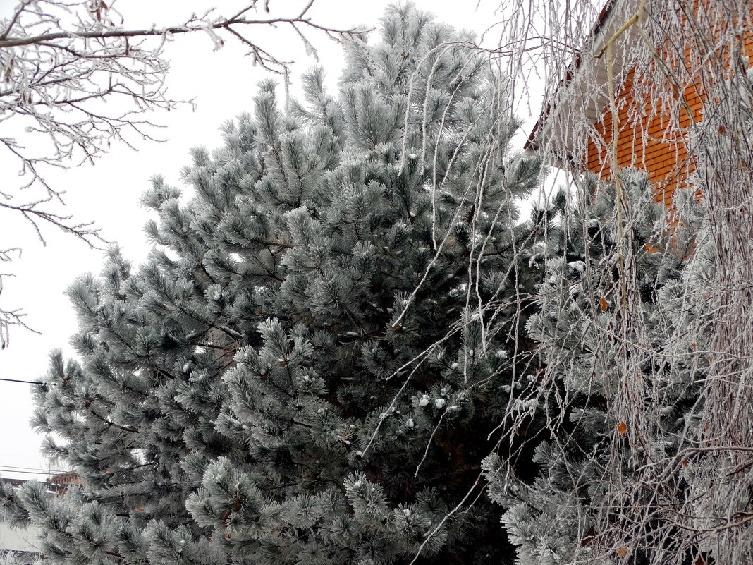 Мороз посеребрил деревья... - Тамара (st.tamara)