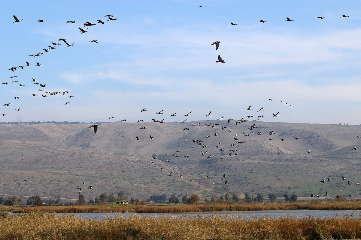 Национальный птичий заповедник  расположен в долине Хула на севере Израиля . - vasya-starik Старик