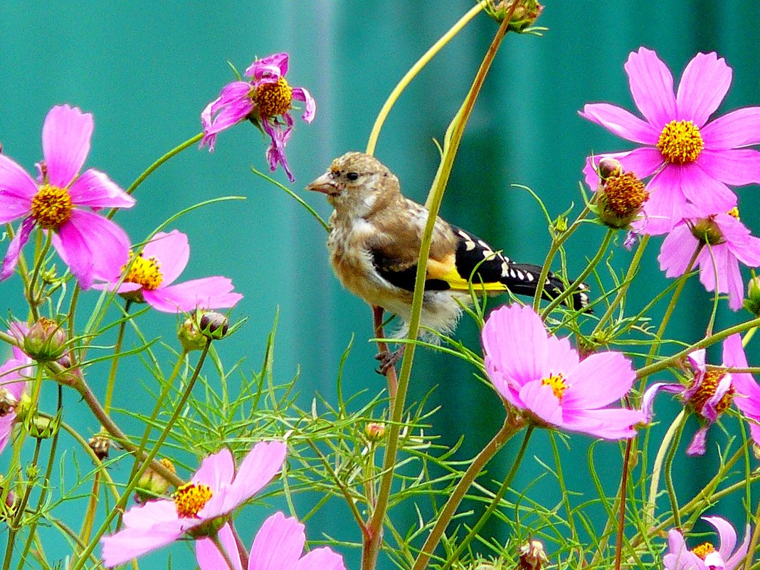 почти колибри - размером с цветок - Александр Прокудин