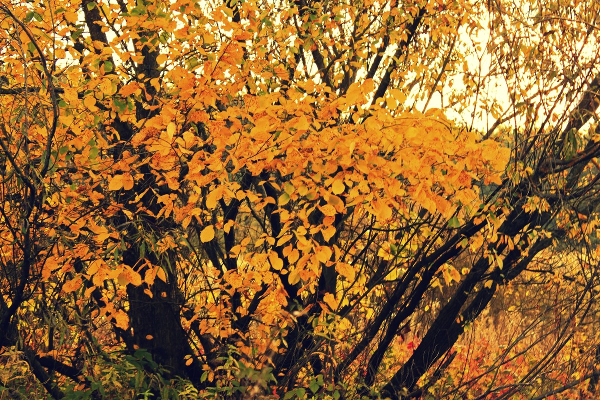 дерево и осень - оксана 