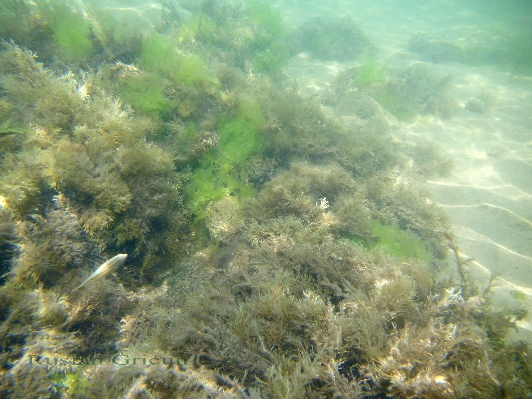 Отдых на море, Крым. Скнорлинг. Подводные пейзажи-5. - Руслан Грицунь