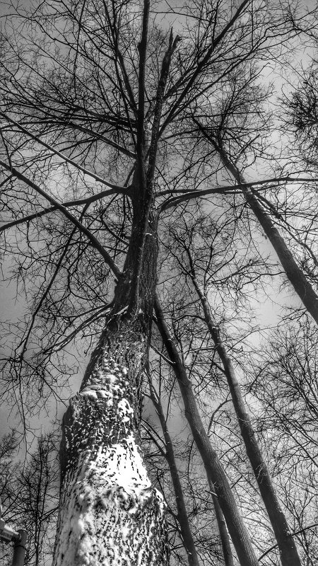 Деревья - Aleksandr Shishin