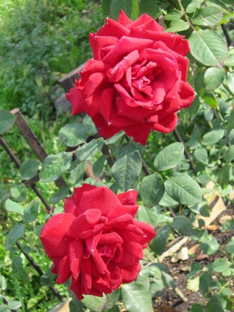 Две розы алых-алых - это любовь! - Дмитрий Никитин