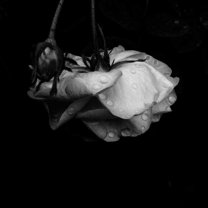 Белая роза - Tanja Gerster
