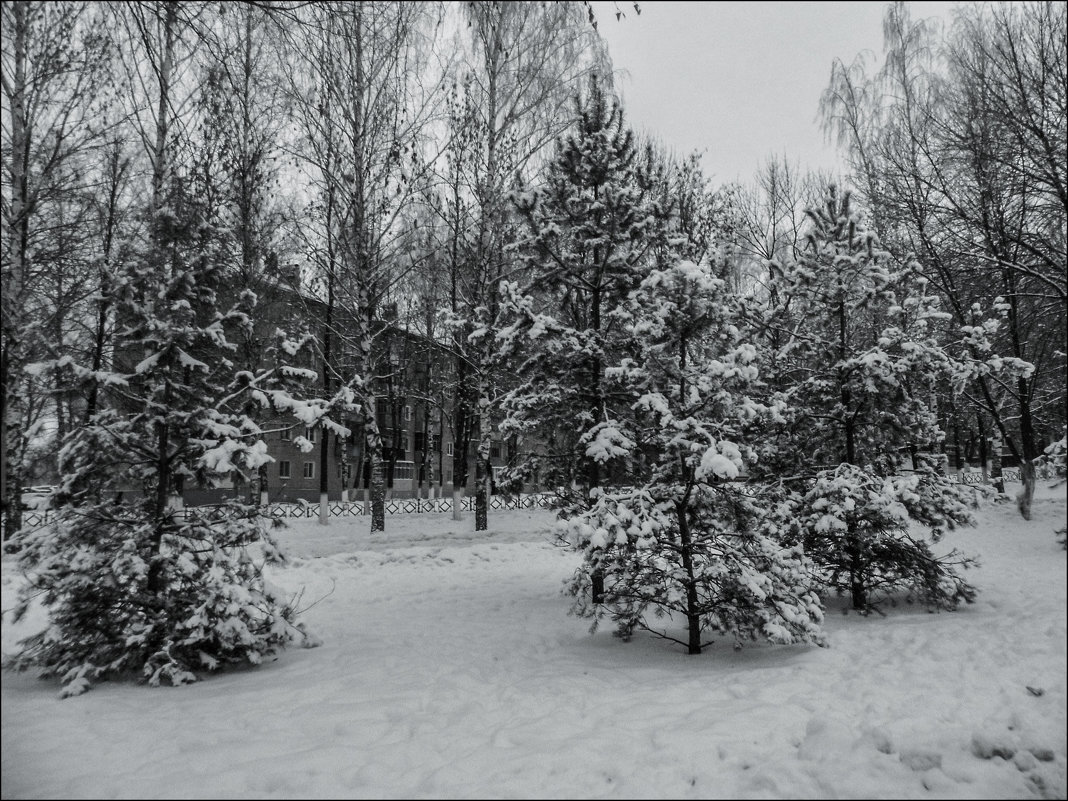 деревья в снегу - Юлия Денискина