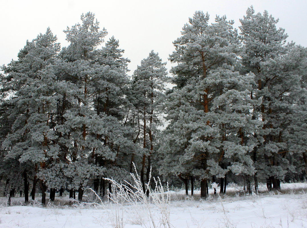 В белый снег весь лес одет. - Валентина ツ ღ✿ღ