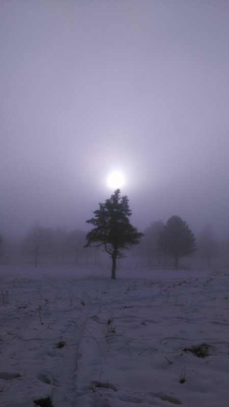 туман - Ёжик в тумане 