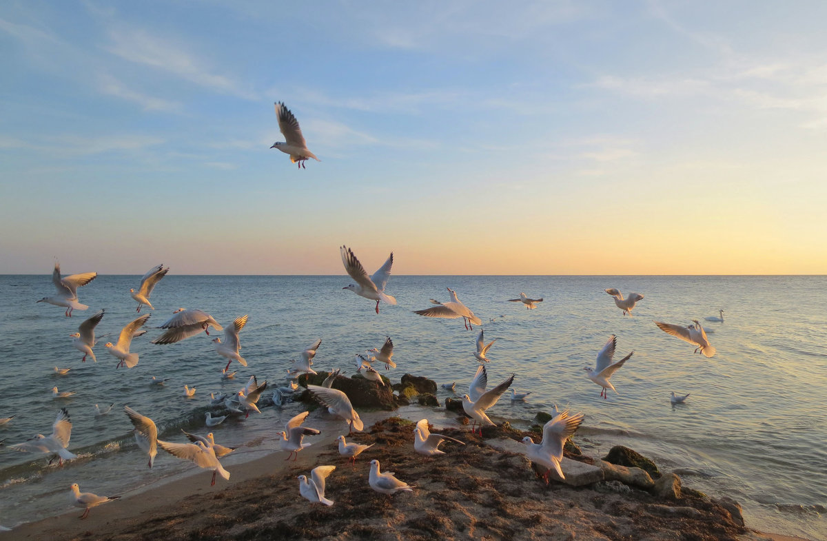 Море, чайки - Эля Юрасова