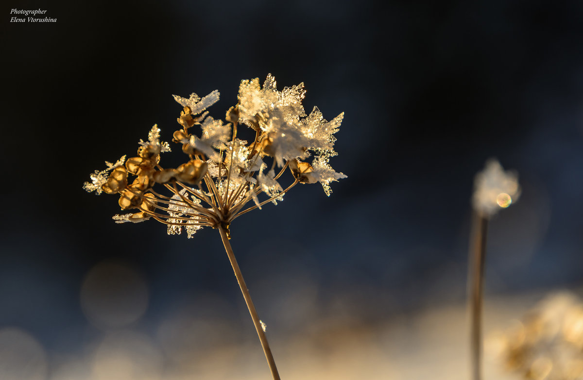 Снежные цветы в закате - Елена Вторушина