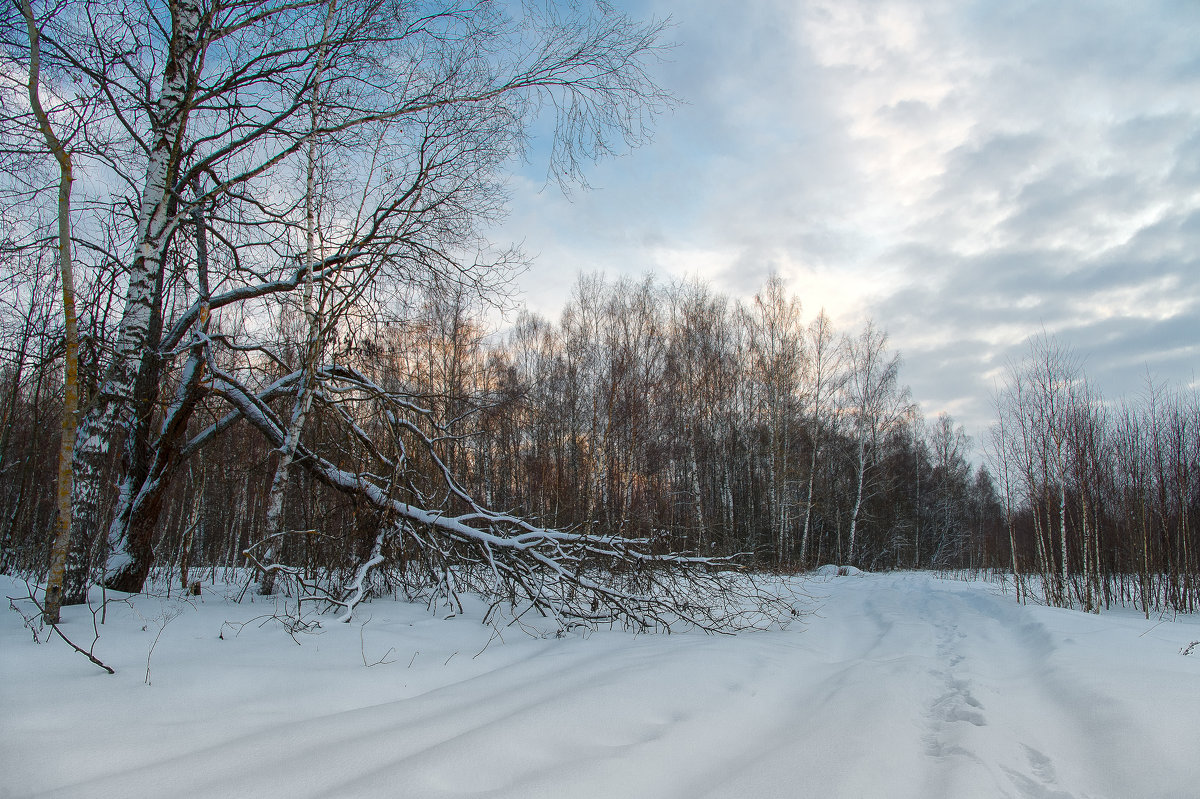 В зимнем лесу - Андрей Куприянов