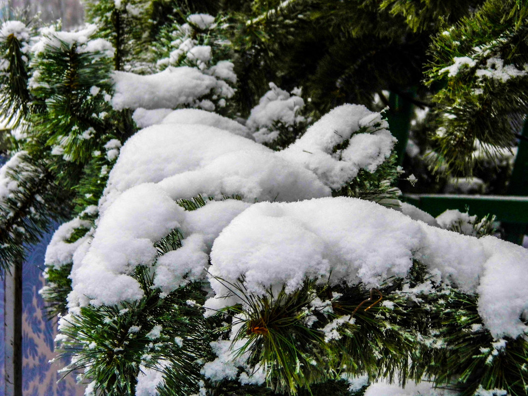 снежок на ветках - Юлия Денискина