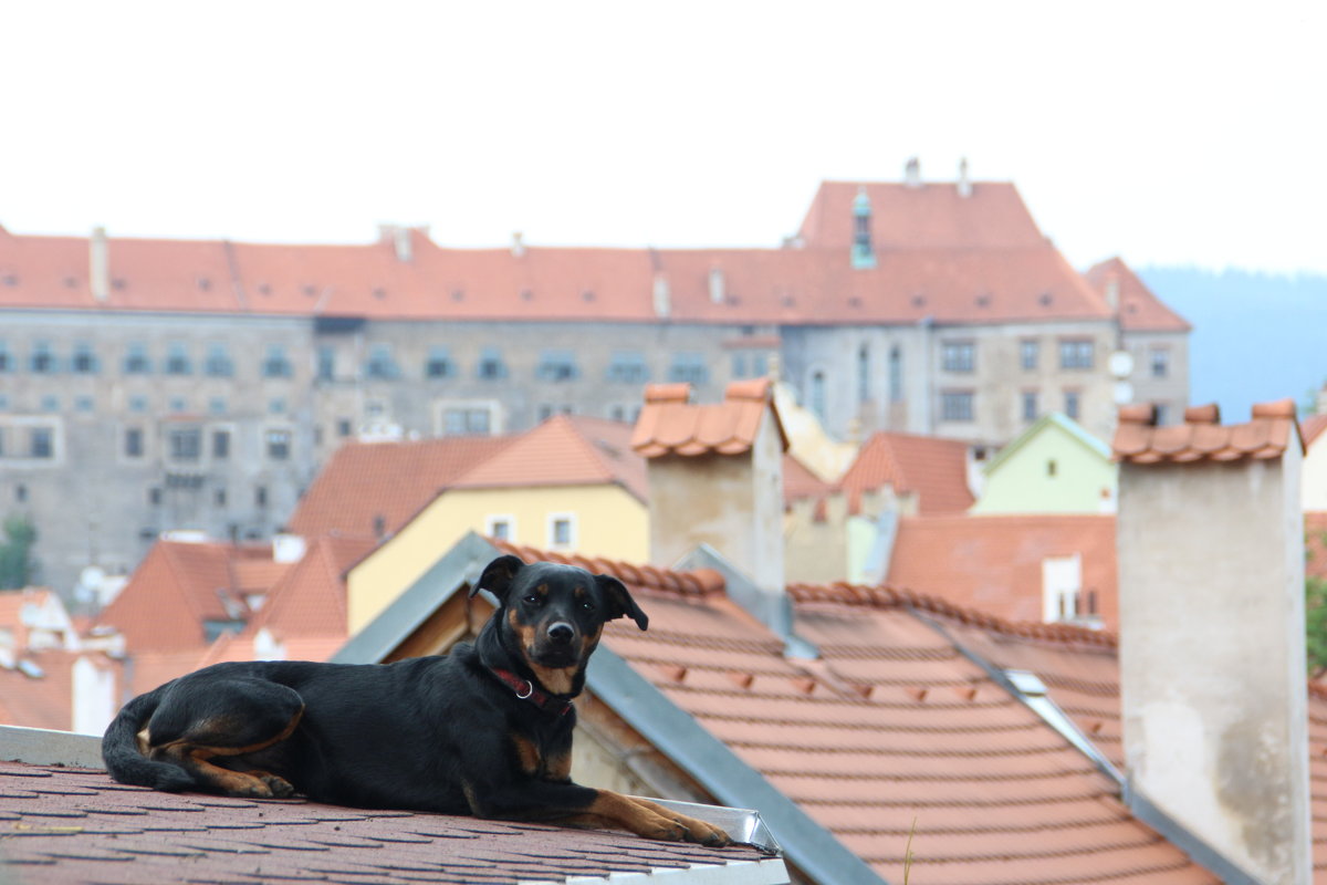 на крышах Чехии - Наталья 