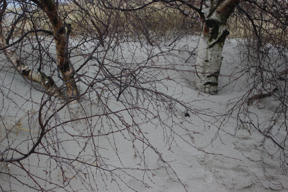 Не снег, а белый песок заметает березы - Марина Домосилецкая