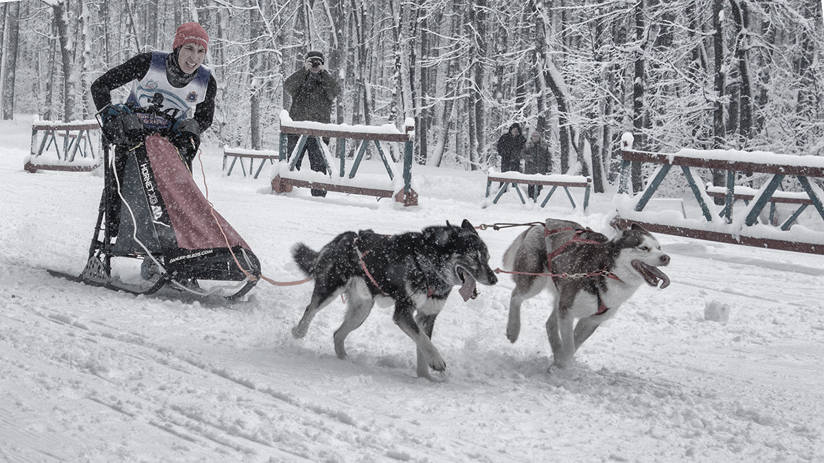 Рождественская гонка на собачьих упряжках - Елена Логачева