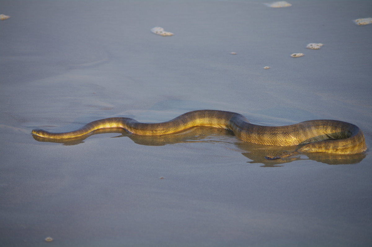 морская змея - Andrei Antipin 