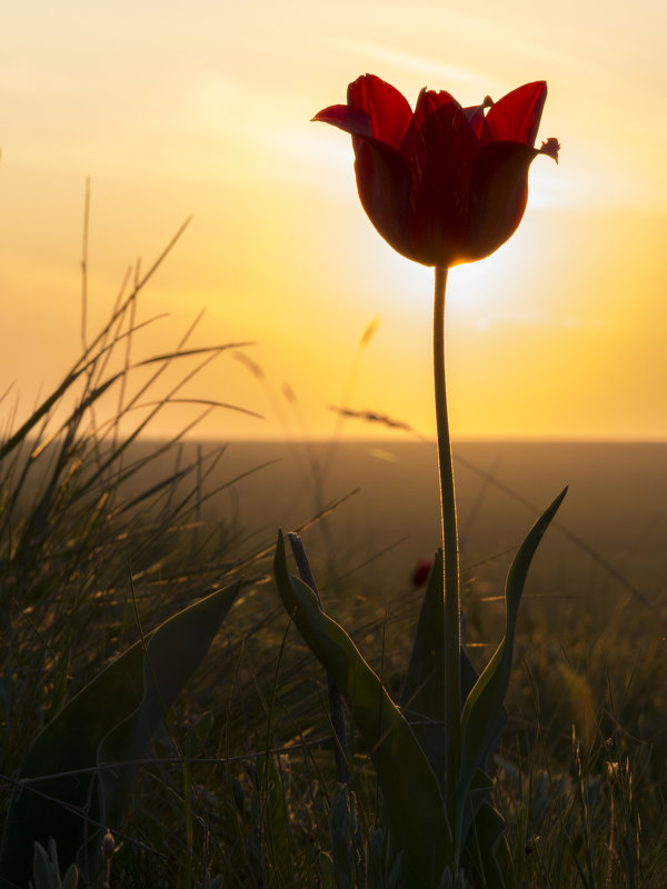 Тюльпан на закате - Ксения Репина