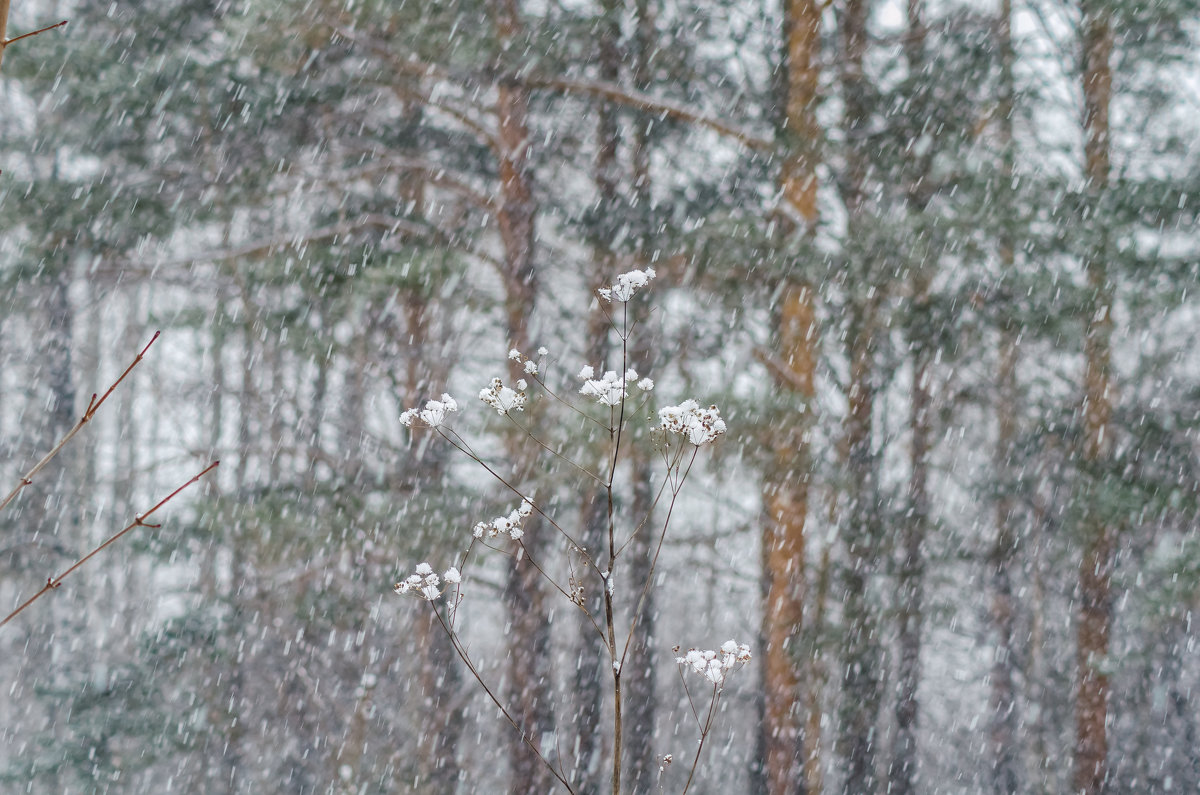 Зимние цветы - Андрей Щетинин