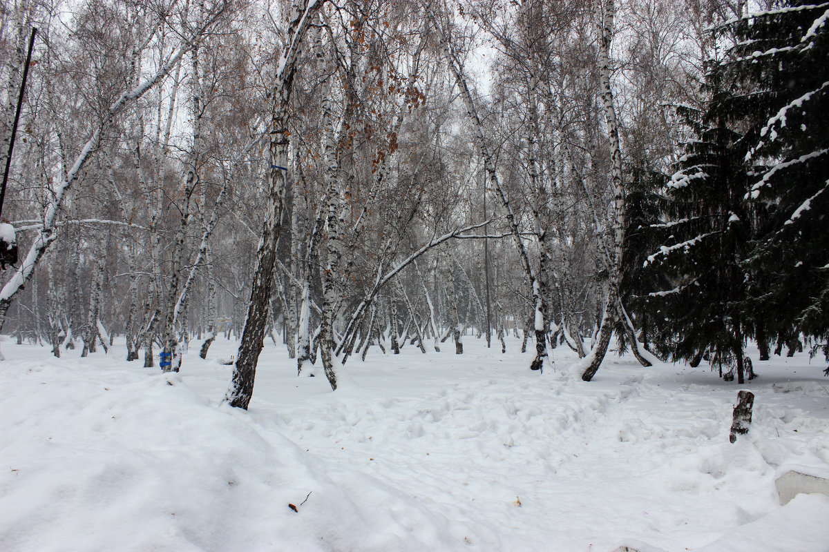 Лес зимой - раиса Орловская