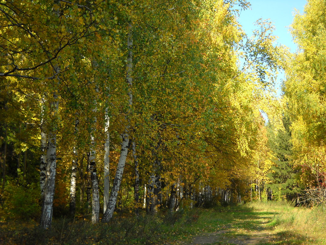 осень - Александр Попков