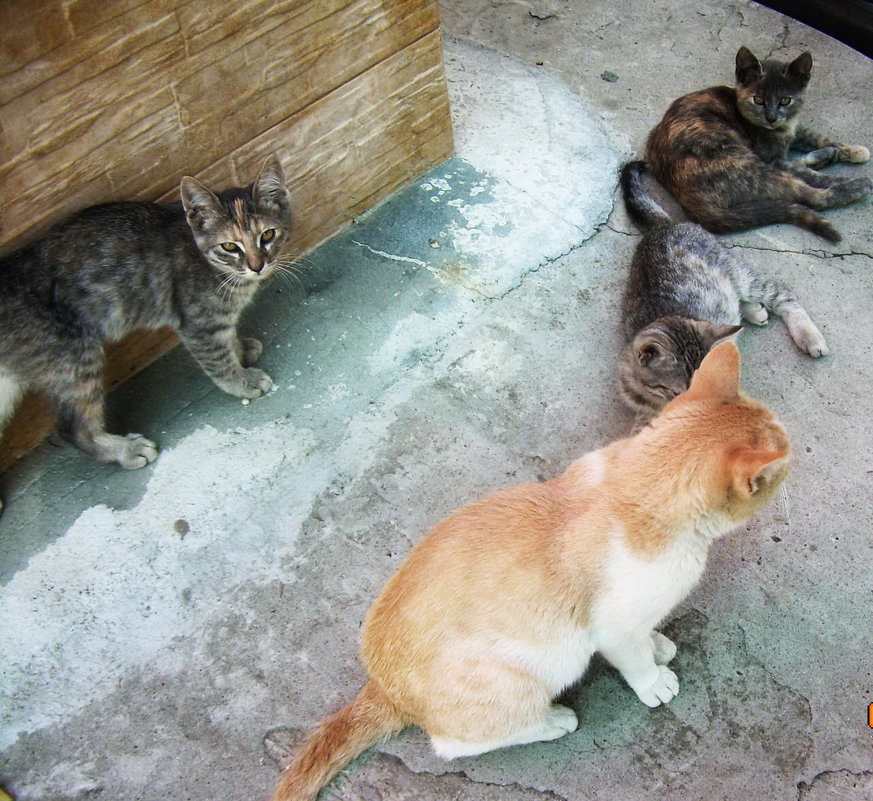 Бездомные кошки - татьяна 