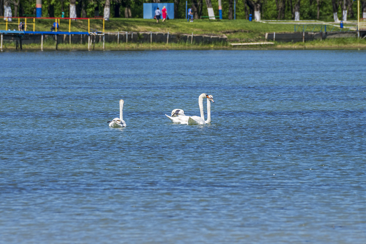 На городском водохранилище - Игорь Сикорский