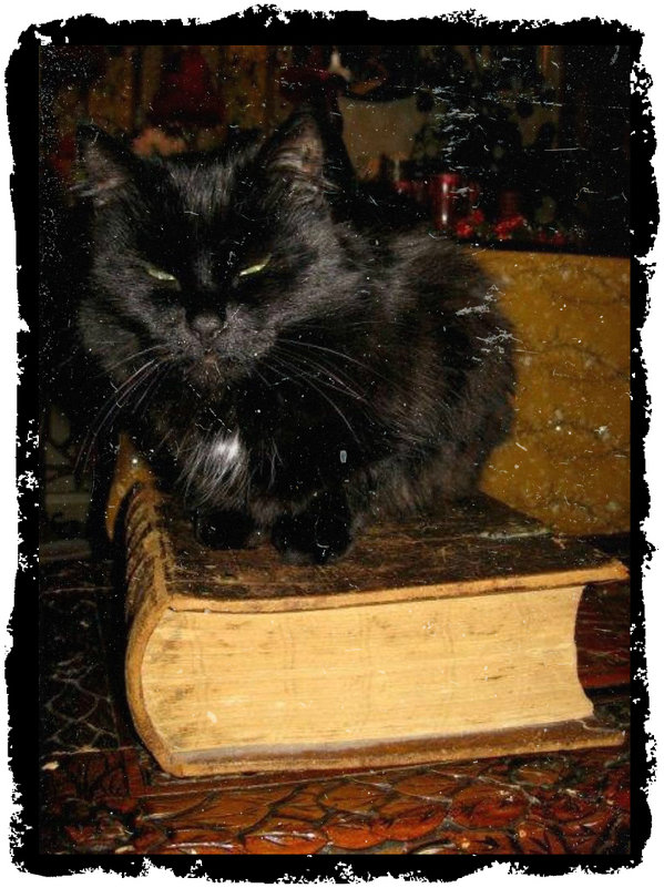 Старый кот на старой книге - Натали Пам