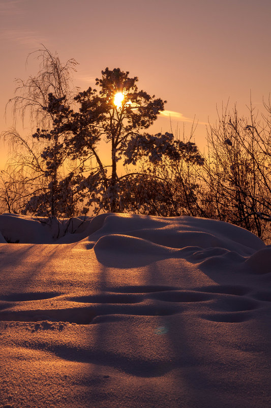 Дерево в морозном закате - Сергей Тагиров