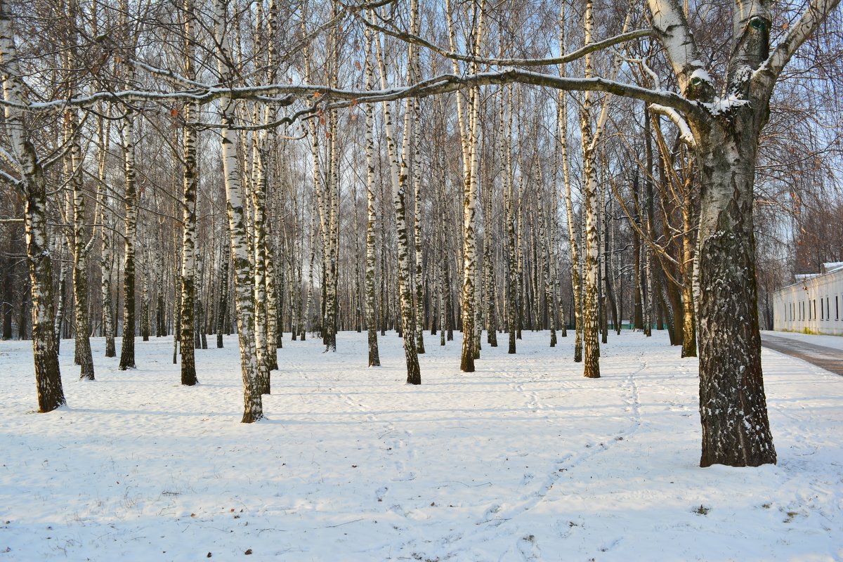 Просто лес - Светлана Ларионова