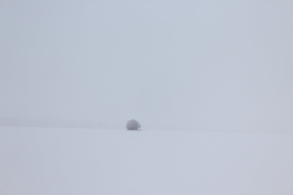 ежик в снегопаде - Дмитрий Денисов