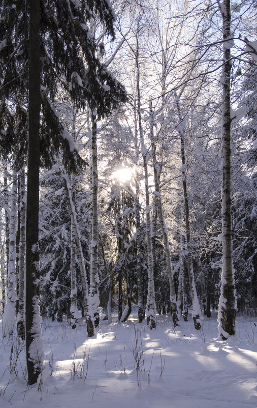 Зимний лес - Татьяна Шторм