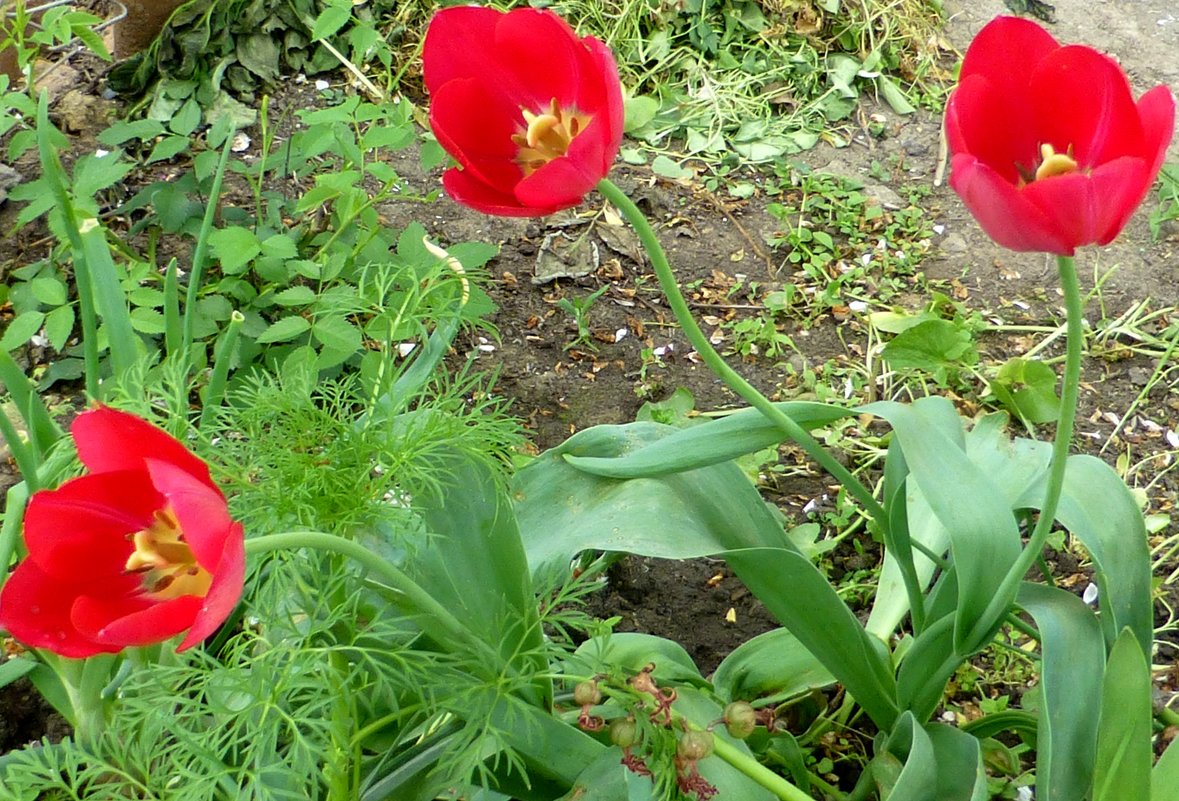 Три красных тюльпана - Михаил 