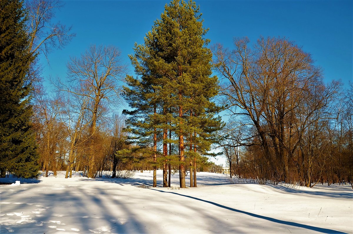 Старинный парк в зимнем очаровании... - Sergey Gordoff