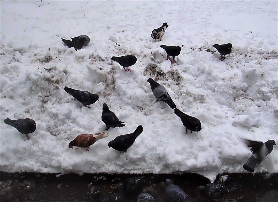 Зима для голубей - Нина Корешкова