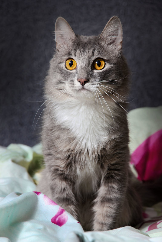 серый кот - Анна Золотарёва