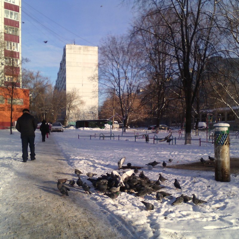 Январь и голуби в подмосковных Люберцах. - Ольга Кривых