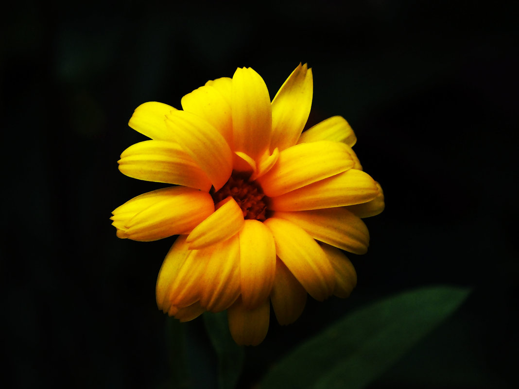 yellow flower - Наталья ХХХХХ