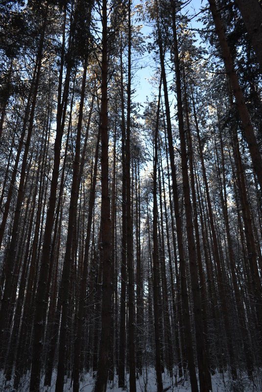 в лесу - Светлана 