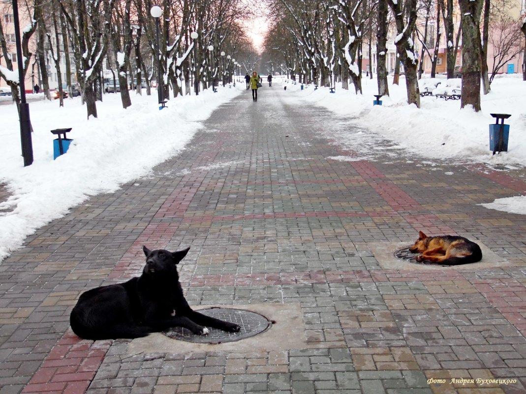 Зимой греются собаки - Андрей Буховецкий