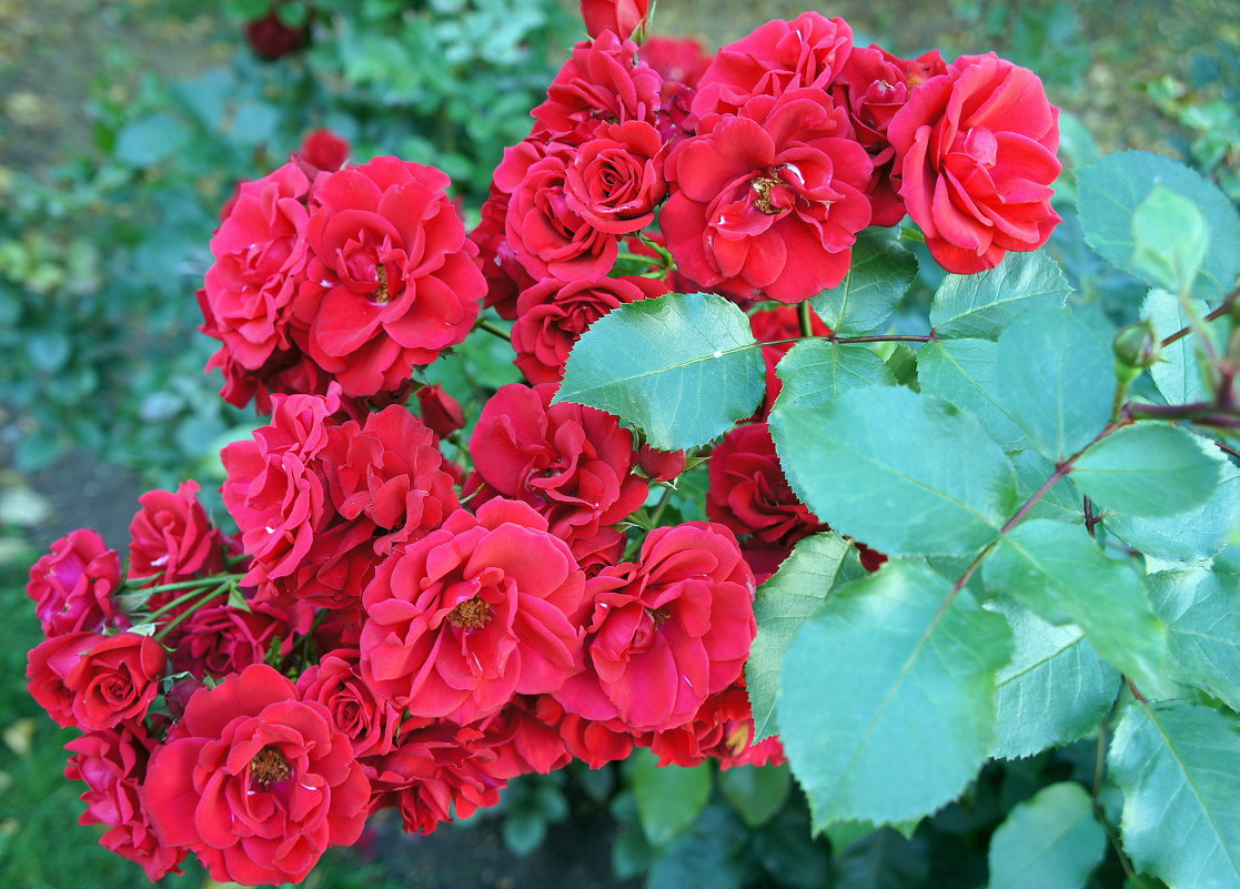 «Осенние розы – прелестные, грустные розы …» - Елена Павлова (Смолова)